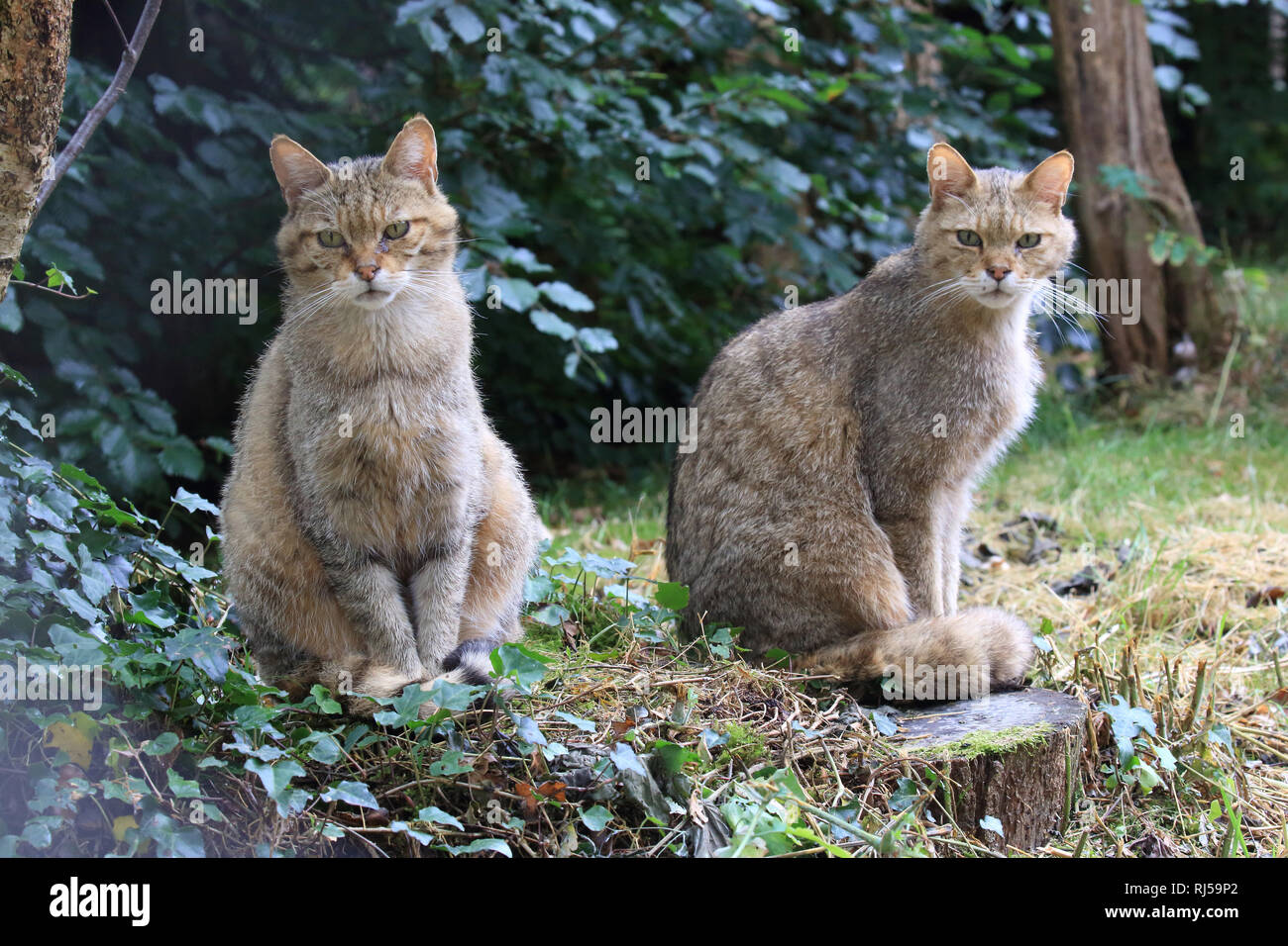 Zwei Europäische Wildkatzen, Felis silvestris Stock Photo