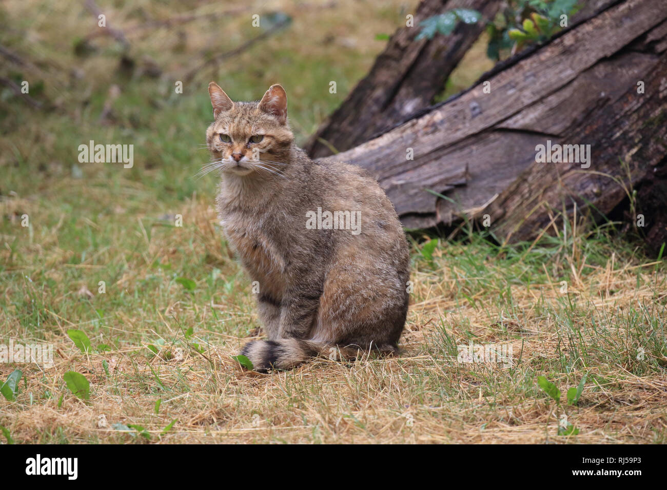 Europäische Wildkatze, Felis silvestris Stock Photo