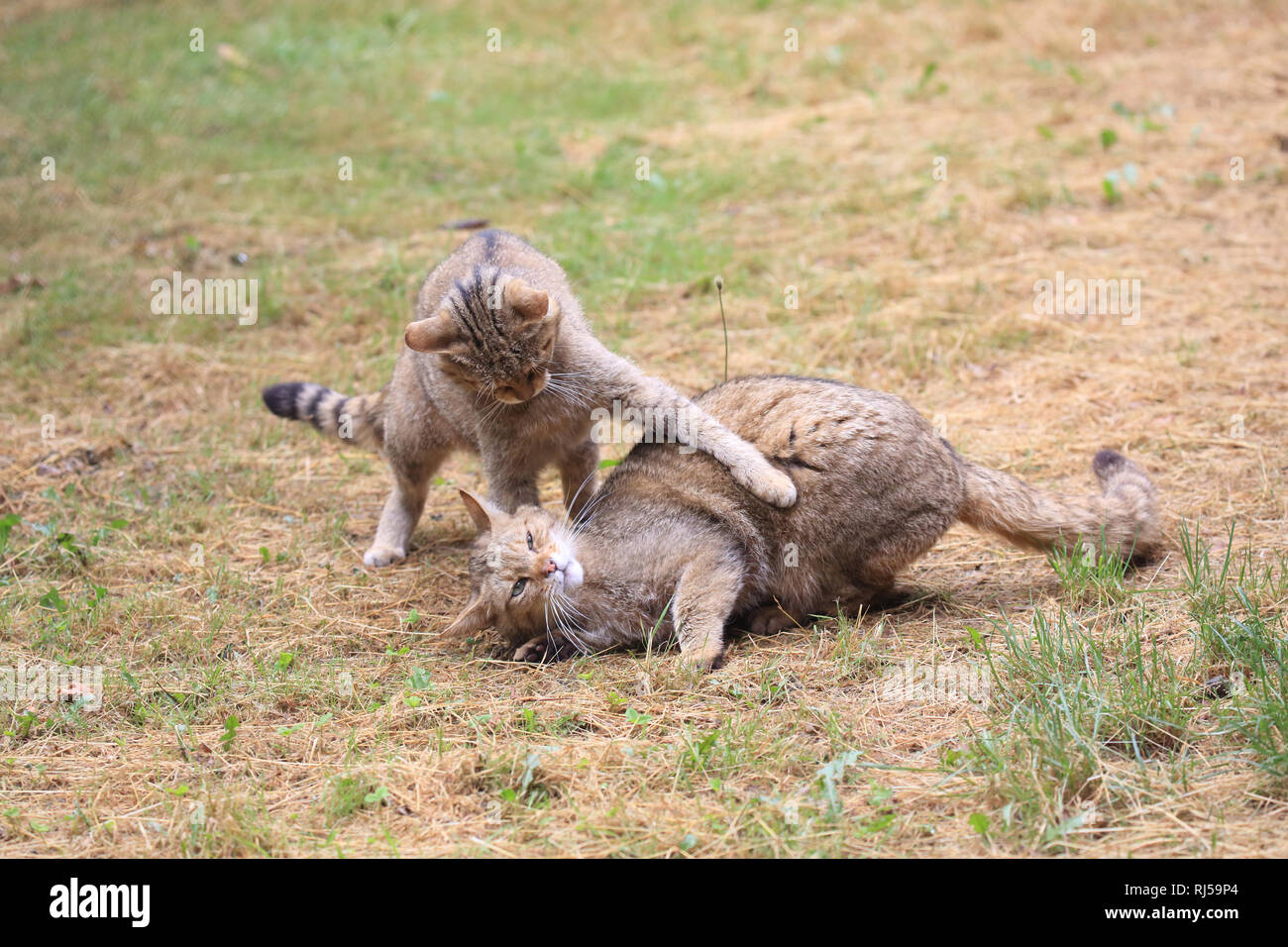 Zwei Europäische Wildkatzen spielen, Felis silvestris Stock Photo