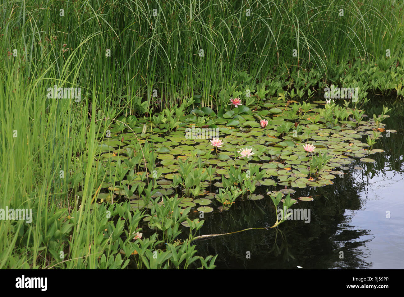 Gartenteich mit Seerosen im Sommer Stock Photo Alamy