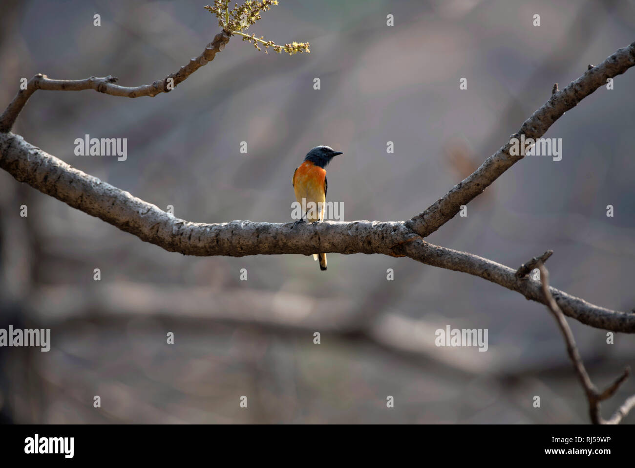 Small minivet, Pericrocotus cinnamomeus, Sinhagad valley, Pune district