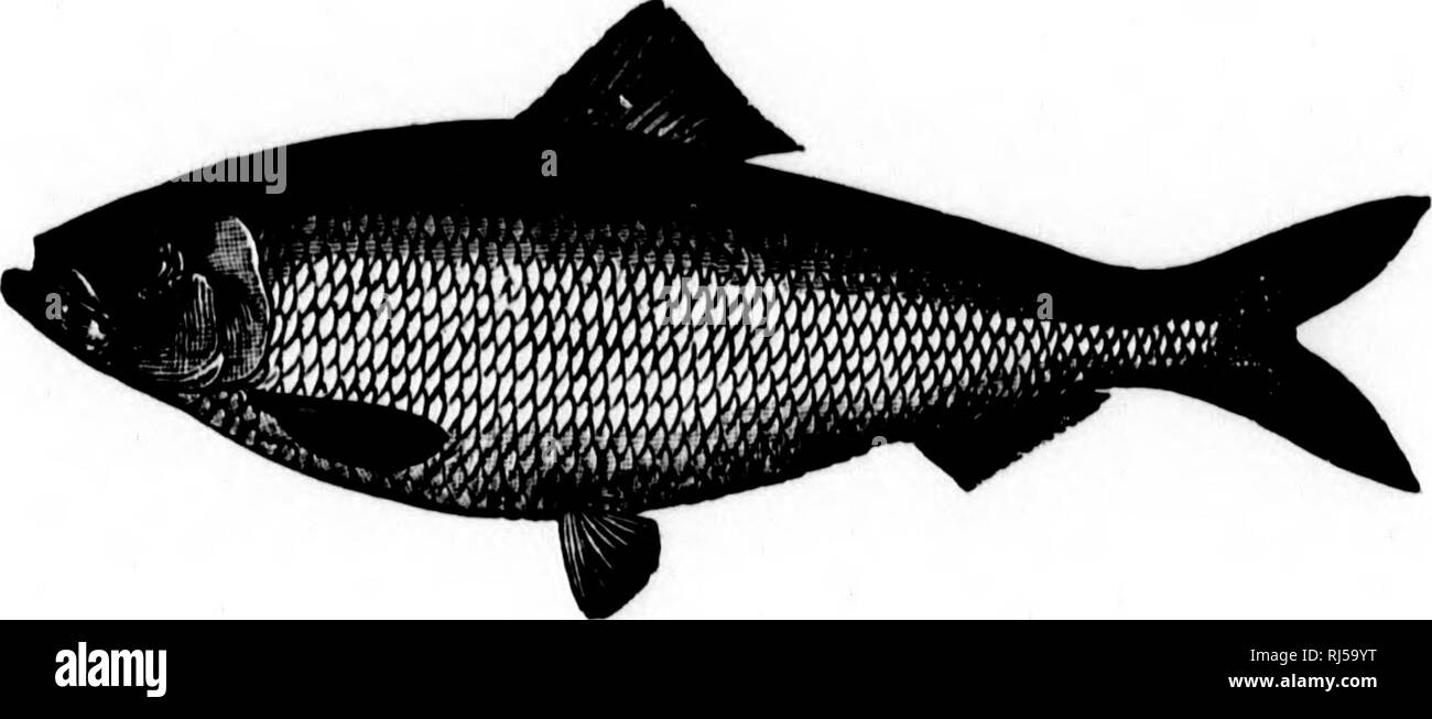 Les Poissons D Eau Douce Du Canada Microforme Poissons Poissons D Eau Douce Fishes Fishes Fresh Water Lks Poism D Eau Douce Du Canada L Ab A N Mcntpetit I H Mer Iloit Un Jour Iiounir La Lerre