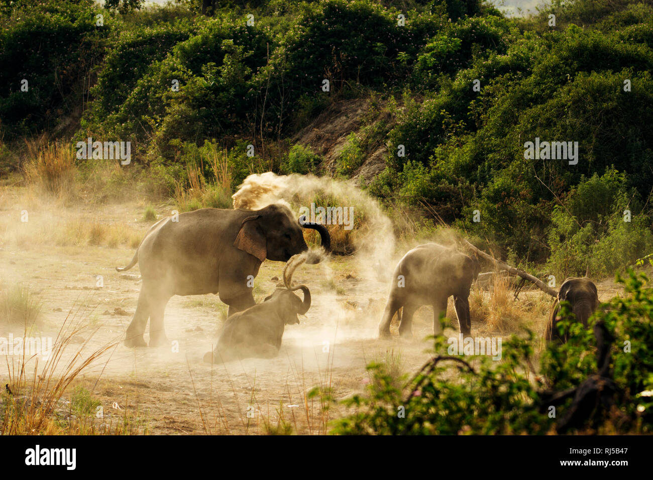 Asiatic elephant, Elephas maximus, Corbett national park, Uttarakhand, India Stock Photo