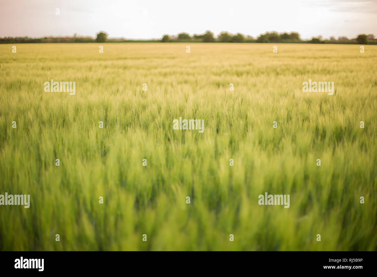 Getreideacker Stock Photo