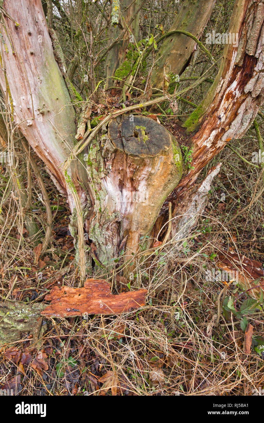 Baumdetails im Auwald Stock Photo