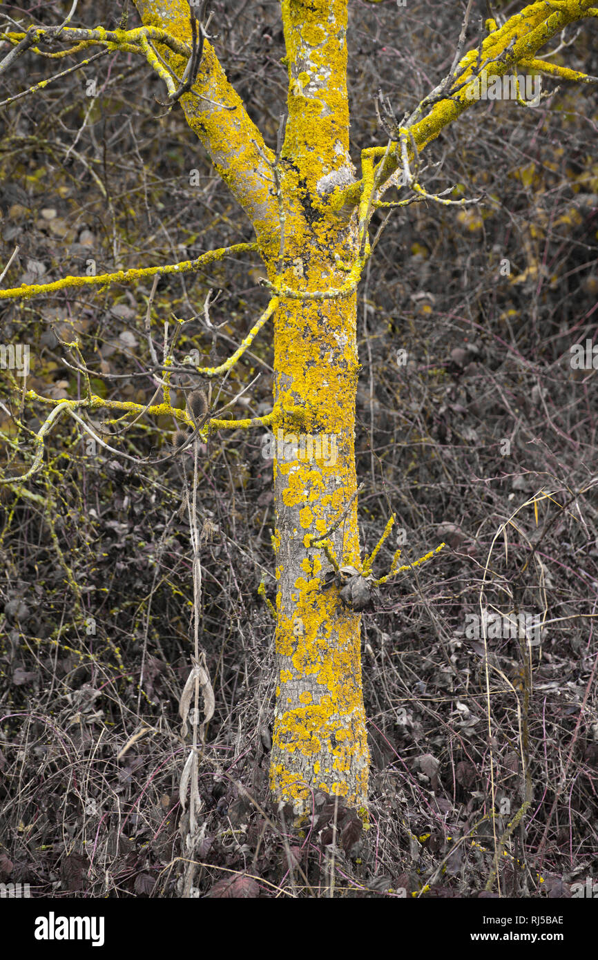 Kalk-Gelbflechte an altem Obstbaum Stock Photo