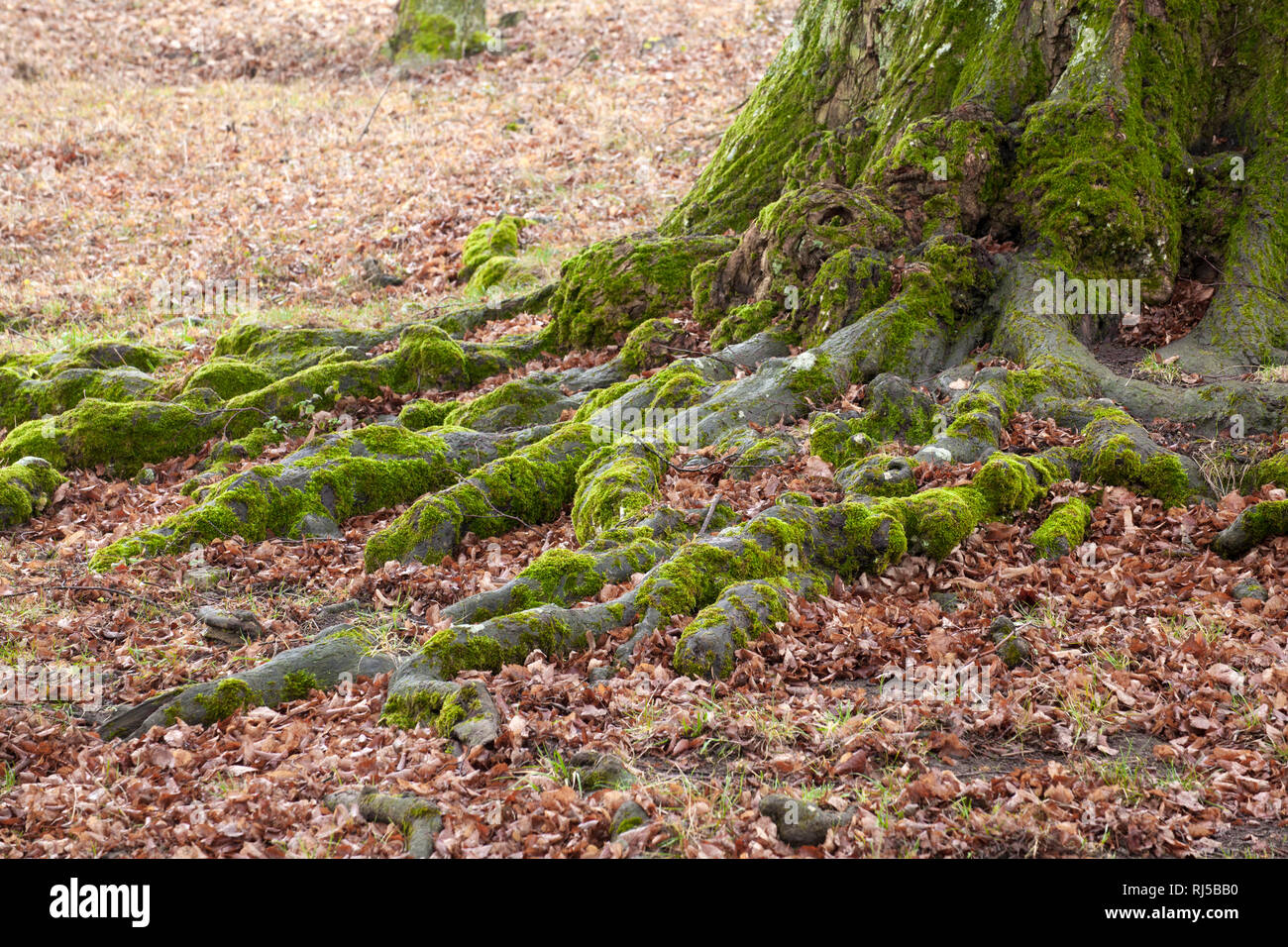 Naturdenkmal 'Sieben Linden' Stock Photo