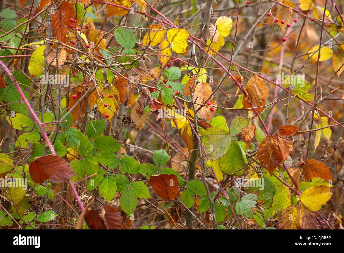 undurchdringliche Sträucher im Herbst Stock Photo Alamy