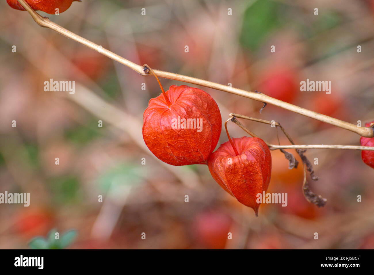 Lampionblume (Physalis alkekengi) Stock Photo