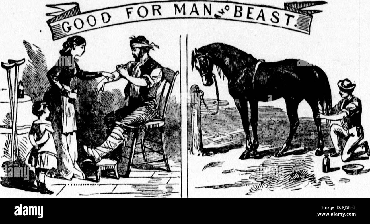 A Treatise On The Horse And His Diseases Microform Horses Horses Horseshoeing Chevaux Chevaux Marechalerie Ib I I T 73 What 18 Good For Man Is Good For Beaf5t I