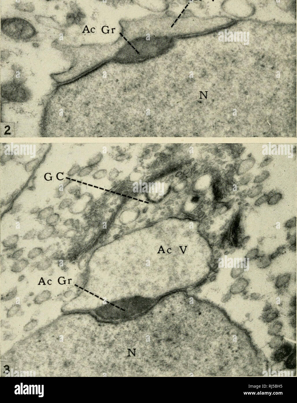 . Ciba Foundation colloquia on ageing. Old age; Aging; Animals