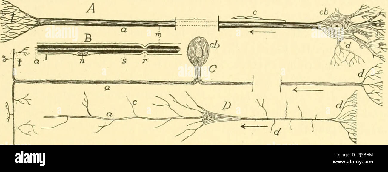 teased myelinated nerve fiber slide