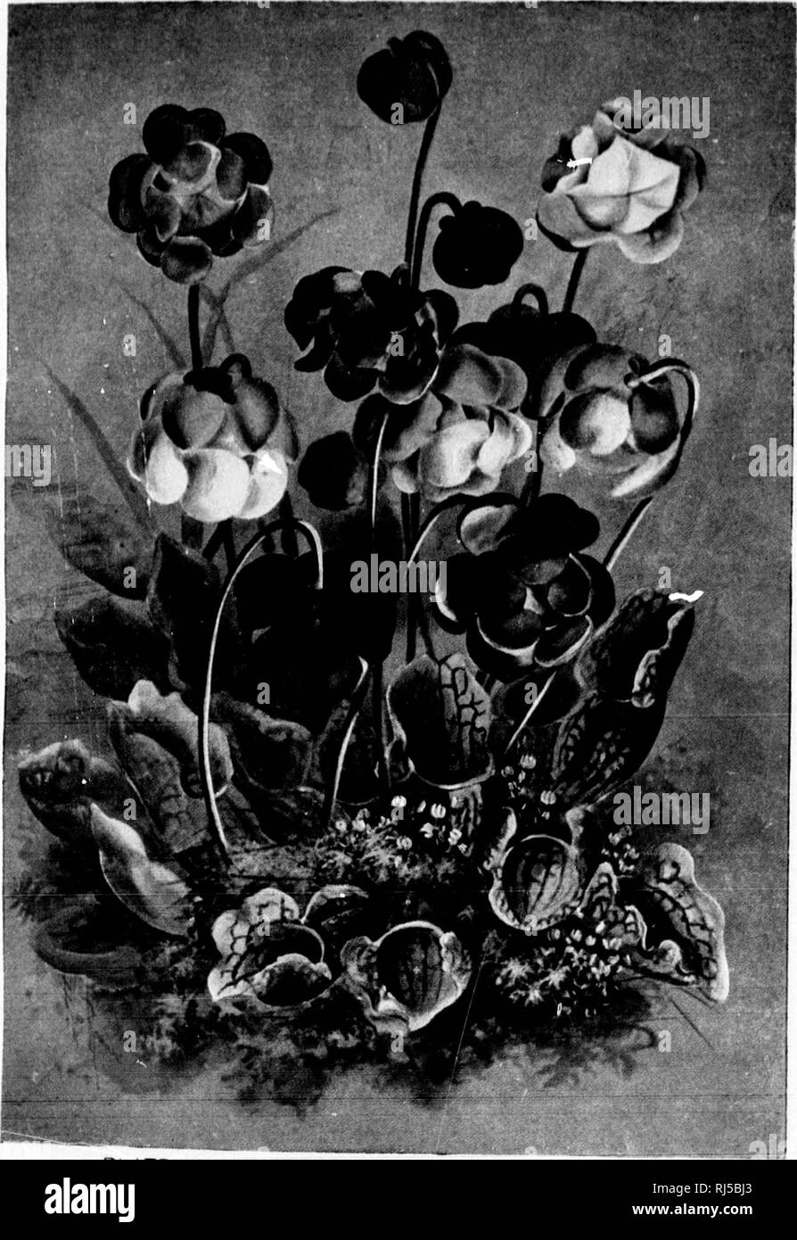 . A guide to the wild flowers [microform]. Wild flowers; Botany; Fleurs sauvages; Botanique. n its bearing .ler away, and our memory, to grow wild ad of tropical TIME OF BLOOM April, May. divided into six 3; with a three- !e of the scape; iipe: stout, with i for tiie state Liire of swamp ondering if it l1 economy of PPET-ROOT. TIME OF BLOOM May-July. 'h : of six oblong stvle. Leaves: vo to seven feet of the false ; as they are ; that we feel J a season of They also are on very lant's generic. PLATE XV. PITCHER.PLANT. Sarrarnii a purpurea COPYRIGHT, 1299, BY FREDERICK A. ftTOKES COMPANY. PRfNTt Stock Photo