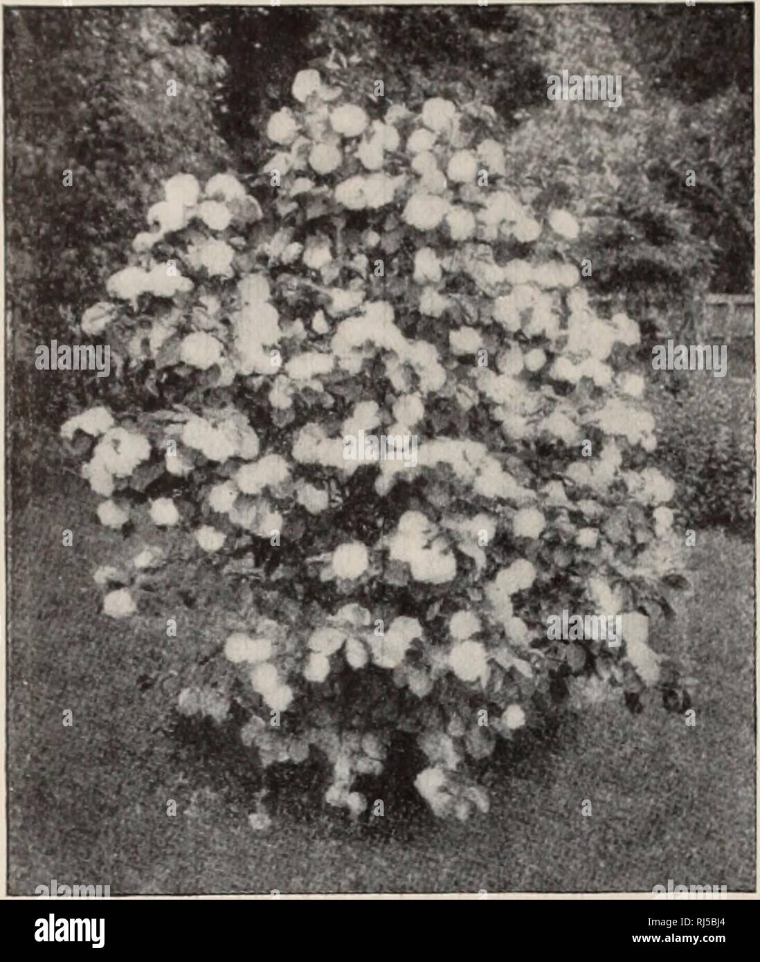 . Choice hardy trees and plants / F.W. Kelsey Nursery Company.. Nursery Catalogue. 46 FREDKRICK W. KKLSKY.. VIBURNUM PLICATUM. VACCINIUM vacillans (II). A smaller shrub than V. corymbosum ; produces the well-known blue- berry fruit of commerce. 25 and 35 cts. Low prices in quantity. VIBURNUM acerifolium. Mapi.e-Leax kd Vi- BUKNiM (II). Flat clusters of white flowers in early spring: dark berries in autumn. 35 cts. VIBURNUM cassinoides (II). Rich gfreen leaves and white flowers in June; handsome dark red berries in fall. 25 cts. VIBURNUM Cotinifolum. A fine variety; white flowers in early sprin Stock Photo