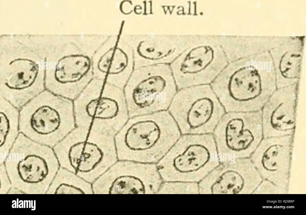 . Chordate anatomy. Chordata; Anatomy, Comparative. -^-'- 3 7-, © ., ^.&amp; ai&quot;^ Conn, tissue. Squam.epith. Fig 77.—At left, section of the allantois and amnion of a pig embryo at a region where the mesodermal layers of the two membranes have coalesced. The section is perpendicular to the surfaces of the allantois (above) and the amnion (below). At right, surface view of allantois. The allantoic epithelium is cuboidal, the amnionic epithelium is squamous. The &quot;top plate&quot; is a superficial denser layer of the cell; &quot;terminal bars&quot; are thickenings of intercellular substa Stock Photo