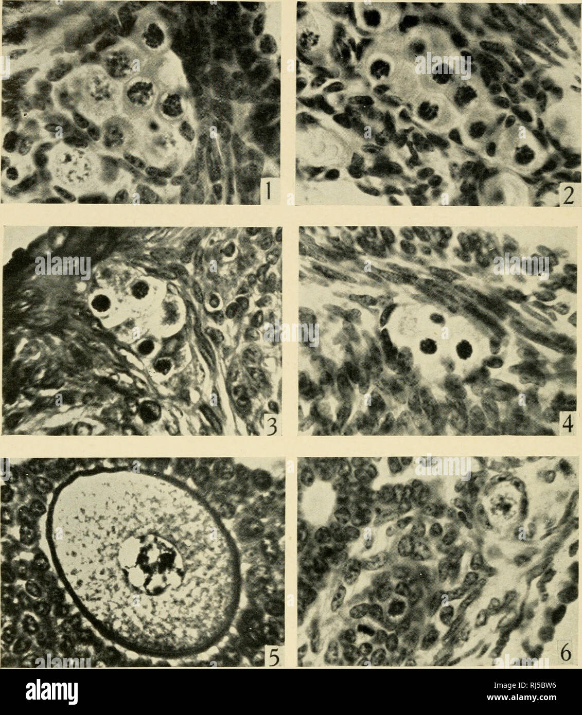 . Ciba Foundation colloquia on ageing. Old age; Aging; Animals -- growth &amp; development. Oocytes in Immature and Mature Guinea Pigs Fig. 1. Immature guinea pig. Nest of oocytes showing phases of meiosis, probably pachytene and diplotene. Fig. 2. Pubertal guinea pig. Nest of oocytes showing phases of meiosis, including zygotene. Fig. 3. Mature guinea pig. Nest of oocytes showing phases of meiosis, including apparent zygotens. Fig. 4. Old guinea pig. Nest of oocytes showing phases of meiosis, including apparent zygotene. Fig. 5. Normal oocyte, showing pachytene phase of meiosis. Fig. 6. Three Stock Photo