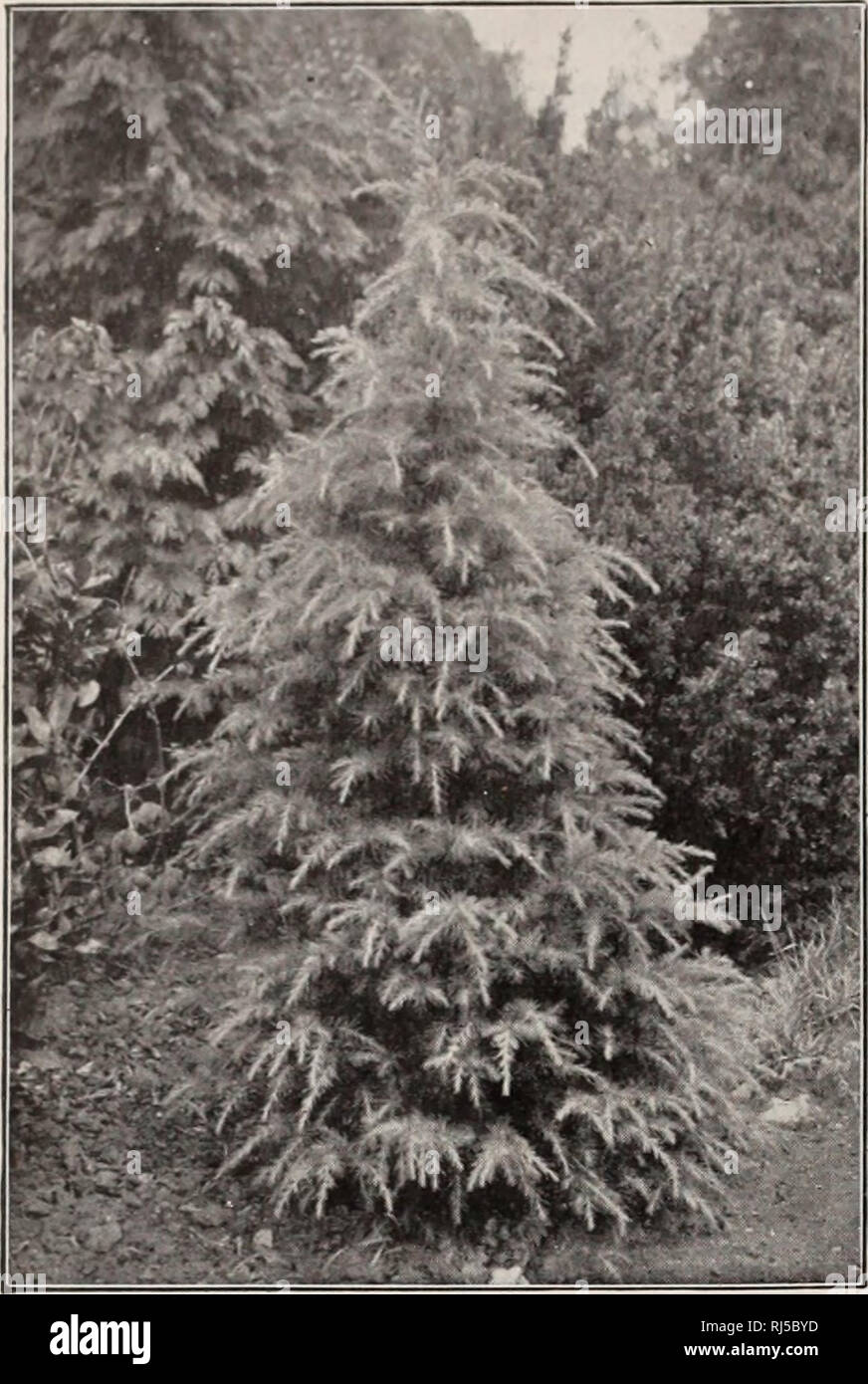 . Choice hardy trees and plants / F.W. Kelsey Nursery Company.. Nursery Catalogue. 22 FRKDKRICK W. KELSEY.. CEDRI S DEODORA, INDIAN CEDAR. BIOTA semper aurescens. Ever-Golden Ar- BOR-ViT.'E (IV). Dense conical habit. 75 cts. CEDRUS Atlantica. Mt. Atlas Cedar (I). Of vigorous growth, pyramidal form ; dense, light silvery foliage, very thick on the upper side of the branches. Hardy and valuable. One of the finest evergreens. $1 to $2. Extra speci- mens, $5 to $20. CEDRUS Atlantica glauca. (I). One of the most beautiful evergreens. Upright growth, low branched and of compact habit. Leaves very fi Stock Photo