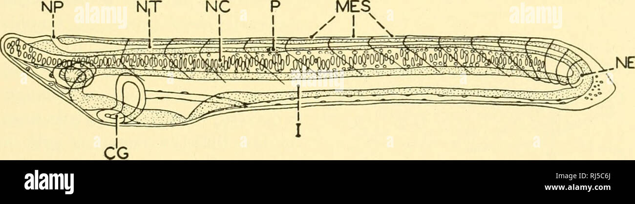 Chordate Anatomy Chordata Anatomy Comparative Reproduction 6i