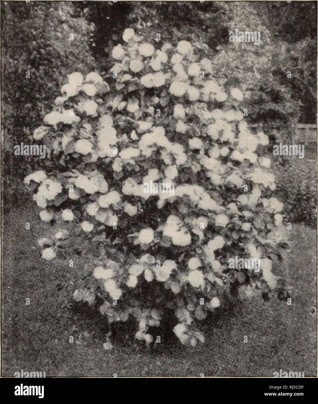 . Choice hardy trees and plants / F.W. Kelsey Nursery Company.. Nursery Catalogue. 46 FREDERICK W. KELvSEY.. VIBURNUM PLICATUM. VACCINIUM vacillans(II). A smaller shrub than V. corymbosum ; produces the well-known blue- berry fruit of commerce. 25 and 35 cts. Low prices in quantity. VIBURNUM acerifolium. Mai i e-Leaved Vi- BURNTM (II). Flat clusters of white flowers in early spring-; dark berries in autumn. 35 cts. VIBURNUM cassinoides (II). Rich green leaves and white flowers in June; handsome dark red berries in fall. 25 cts. VIBURNUM Cotinifolum. A fine variety; white flowers in early sprin Stock Photo
