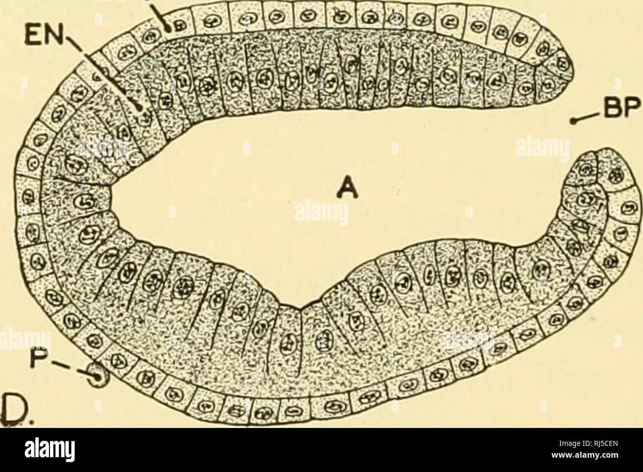 Blastula Of Amphioxus