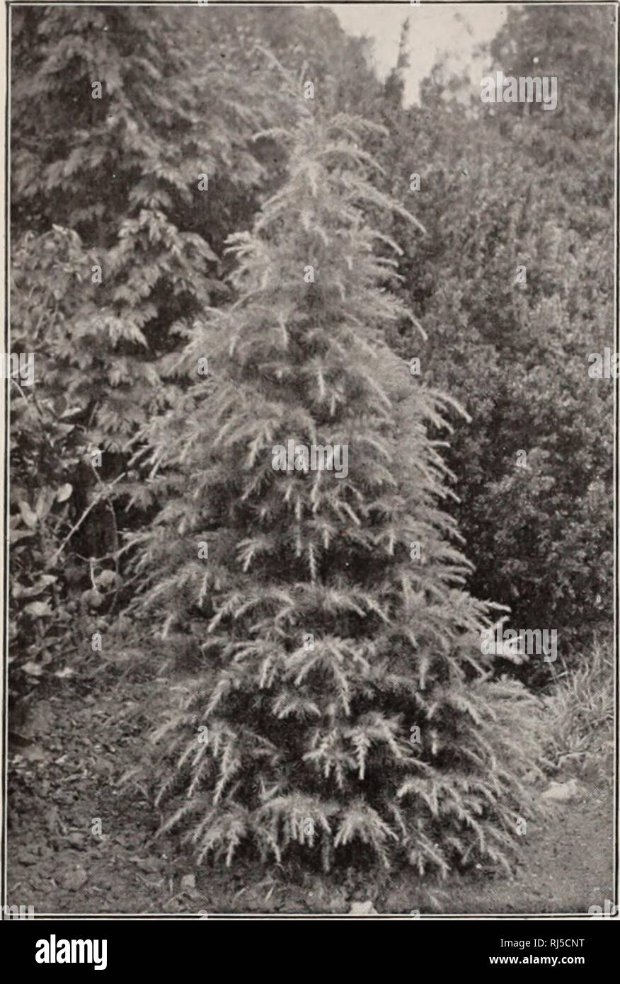. Choice hardy trees and plants / F.W. Kelsey Nursery Company.. Nursery Catalogue. 22 FRKDKRICK W. KELSEY.. CEDRI S DEODe)KA. INDIAN CEDAR. BIOTA semper aurescens. Ever-Golden Ar- KOR-ViT.^: (IV). Den.se conical habit. 75 cts. CEDRUS Atlantica. Mr. Atlas Cedar (I). Of vigorous growth, pyramidal form; dense, light silvery foliage, very thick on the upper side of the branches. Hardy and valuable. One of the finest evergreens. $1 to $2. Extra speci- mens, $5 to $20. CEDRUS Atlantica glauca. (I). One of the most beautiful evergreens. Upright growth, low branched and of compact habit. Leaves very f Stock Photo