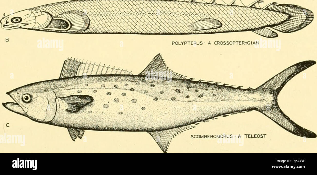 . Chordate anatomy. Chordata; Anatomy, Comparative. HEPTANCHUS AN