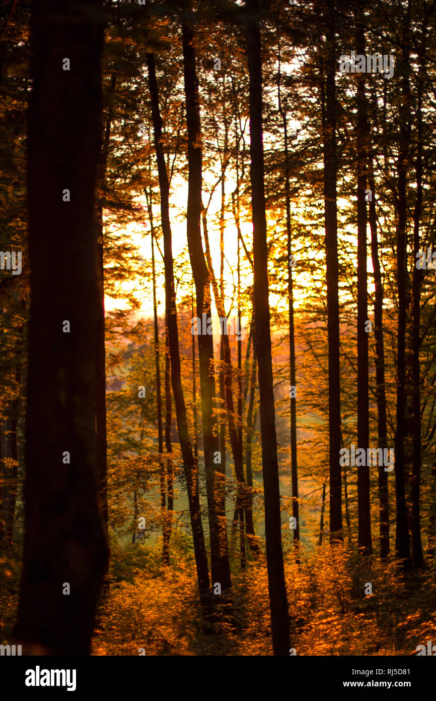 Warme Abendsonne im Wald Stock Photo
