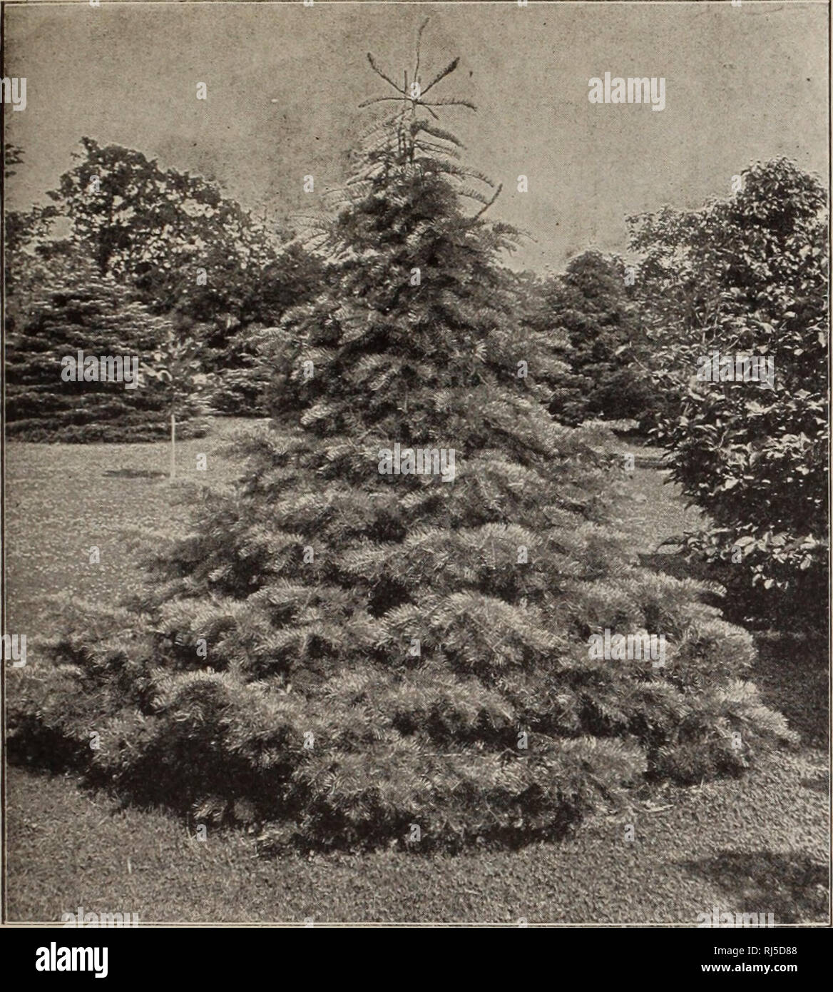 . Choice hardy trees and plants / F.W. Kelsey Nursery Company.. Nursery Catalogue. Choice Trees, Shrubs and Hardy Plants. 21. PiCEA CONCOLOE. CONCOIiOR PICEA balsamea. Balm of Gilead Fie. Very hardy; foliage silvery underneath. 50 cts. to $1. PICEA Cephalonica. Cephalonian Fie. Sil- very dagger-shaped leaves. $1.50 to $2. PICEA concolor or lasiocarpa. Concoloe Spbuce. One of the hardiest and most beauti- ful Evergreens. Tree of graceful, stately habit. Large, broad, silvery green foliage. A rare and exceedingly choice variety. $'i to $5. PICEA concolor violacea. Silver Fie. Leaves similar in s Stock Photo