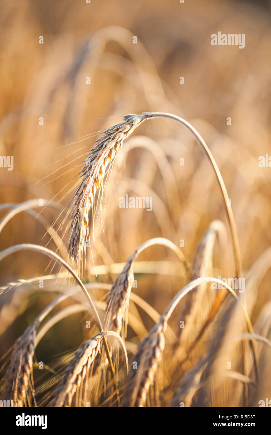 Goldene Ähren im Sonnenuntergang - Weizen im Getreidefeld Stock Photo