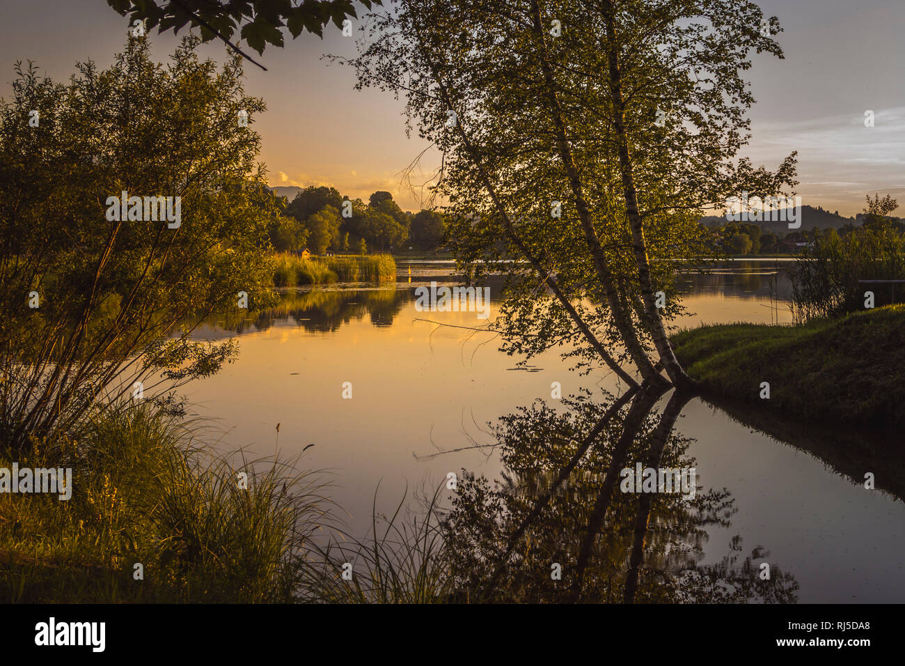 Drei Birken an einem See spiegeln sich bei Sonnenuntergang im Wasser Stock Photo