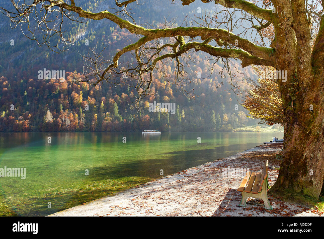 Herbststimmung auf der Halbinsel Hirschau, St. Bartholomä am Königssee, Berchtesgadener Land, Oberbayern, Bayer, Deutschland Stock Photo