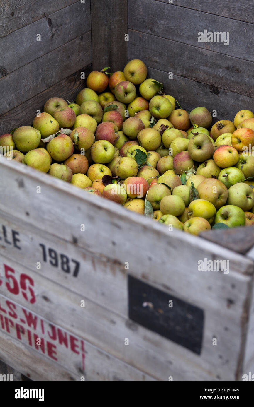 Kiste mit ?pfeln, direkt vom Bio-Bauern in den Niederlanden, frische saftige gesunde Lebensmittel, die perfekte Ern?hrung, Obstmarkt, Gem?sestand Stock Photo