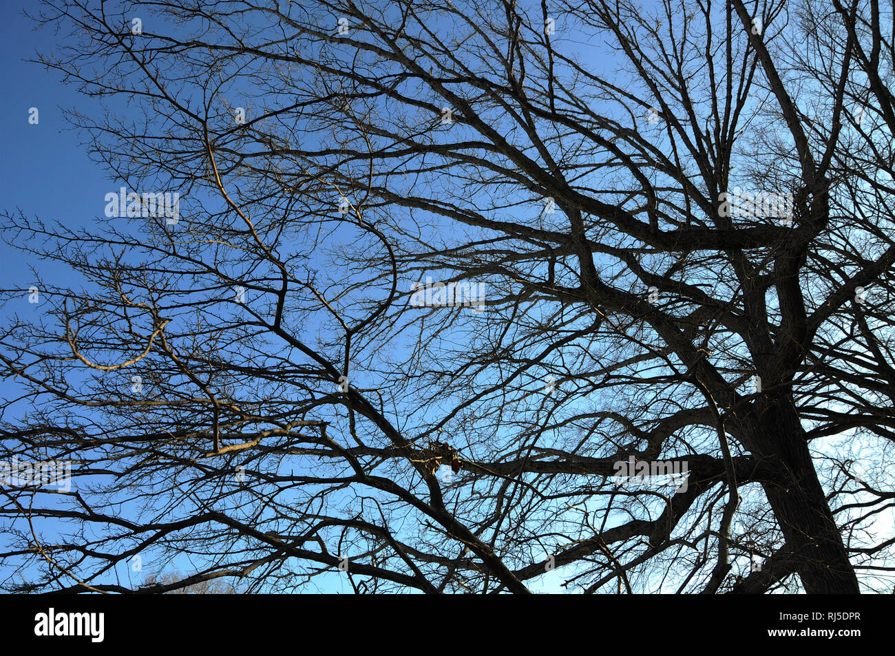 A tangle of branches from winter trees hibernating in winter set against the sky. Stock Photo