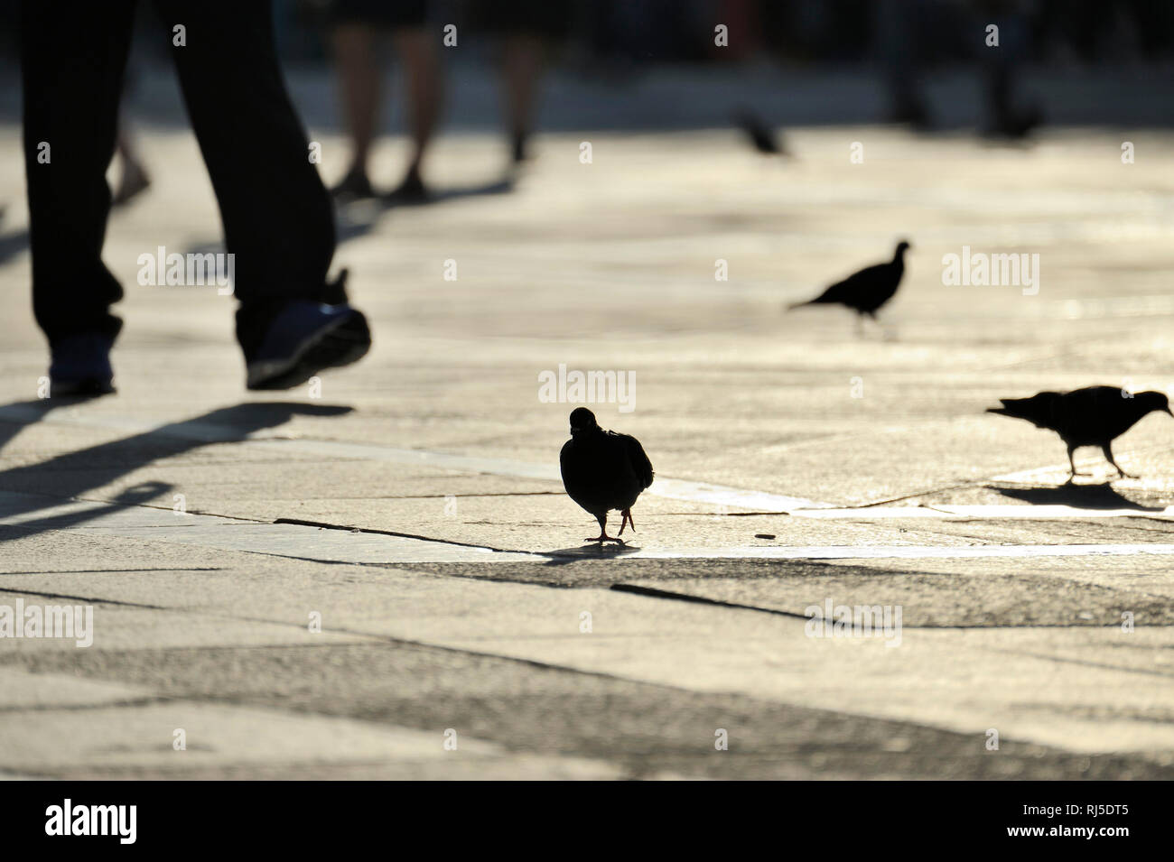 Tauben auf dem Markusplatz zwischen Touristen, Piazza San Marco in Venedig Stock Photo