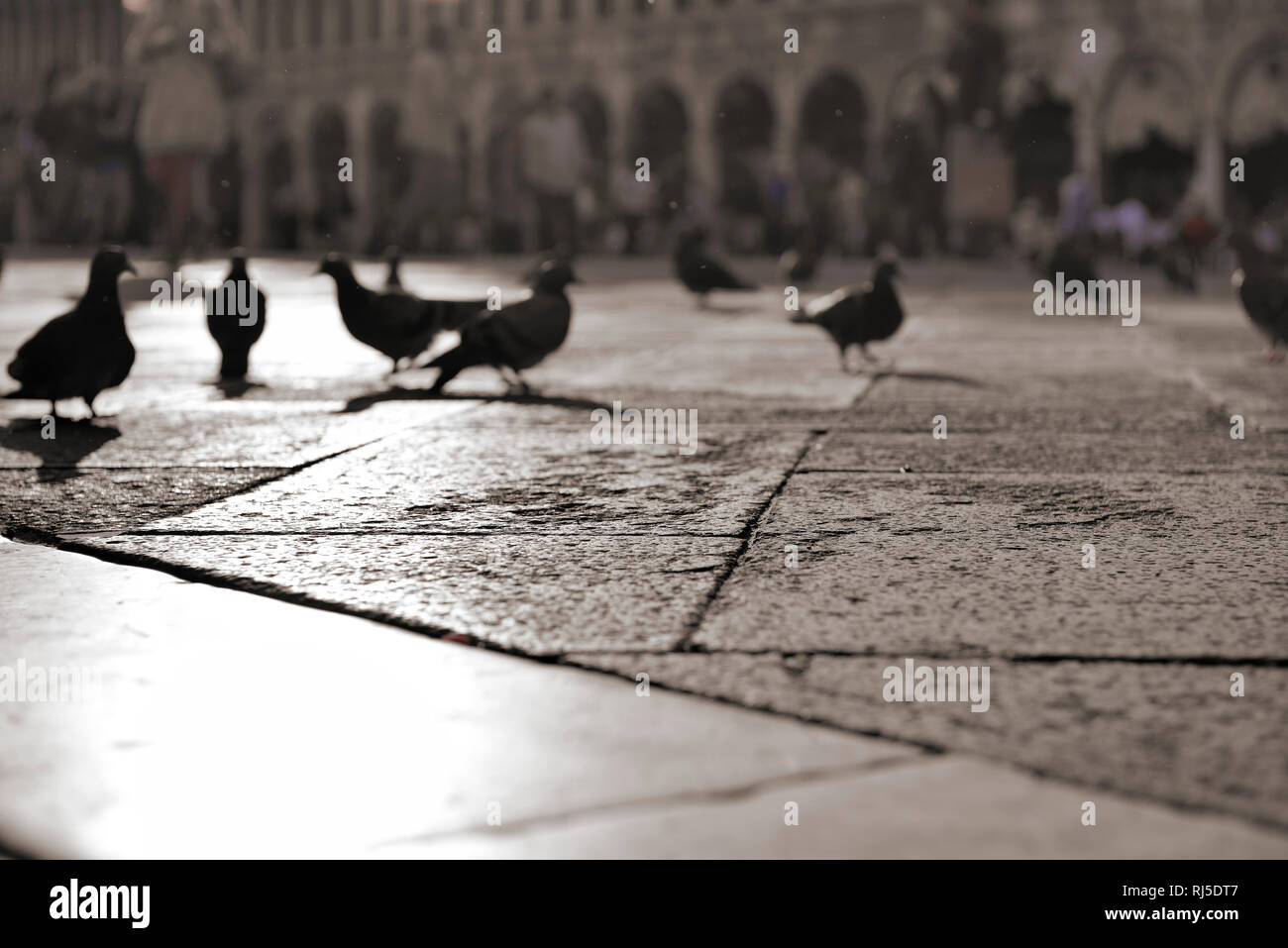 Tauben auf dem Markusplatz, Piazza San Marco in Venedig Stock Photo