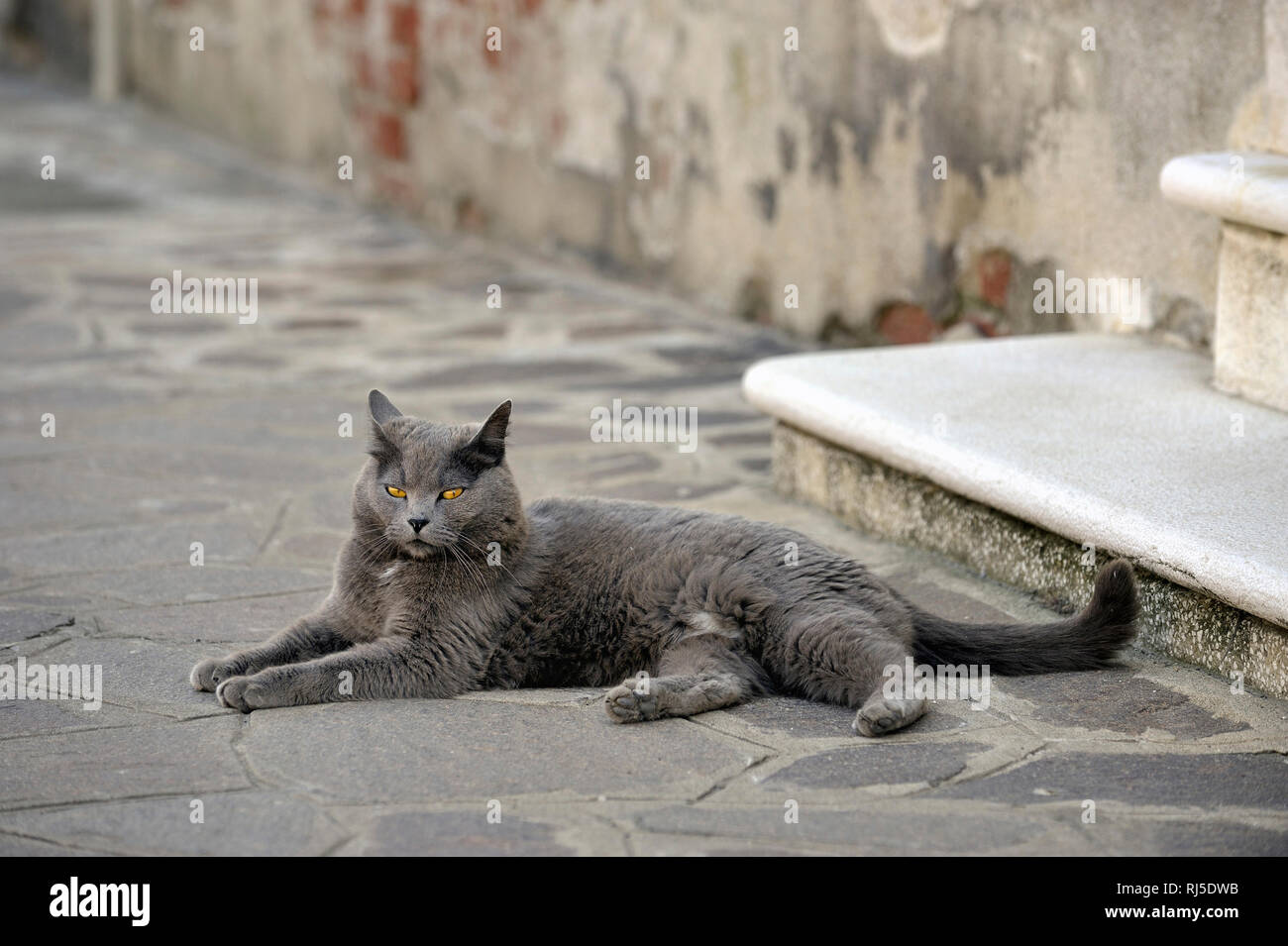 eine graue Katze liegt auf dem Boden Stock Photo