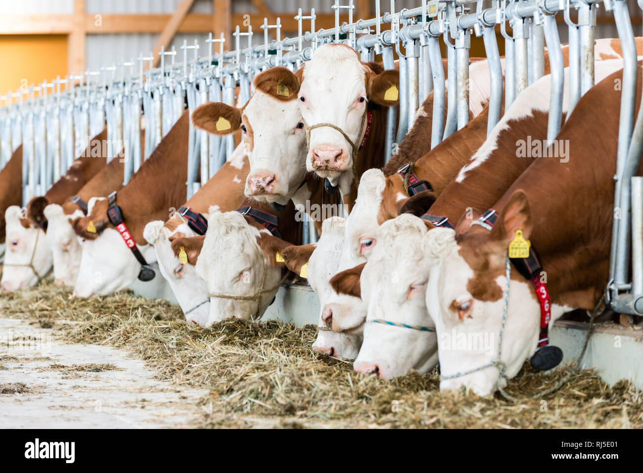 zwei Kühe schauen in die Kamera währen die anderen fressen, Fleckvieh, Bovidae, Bovinae Stock Photo