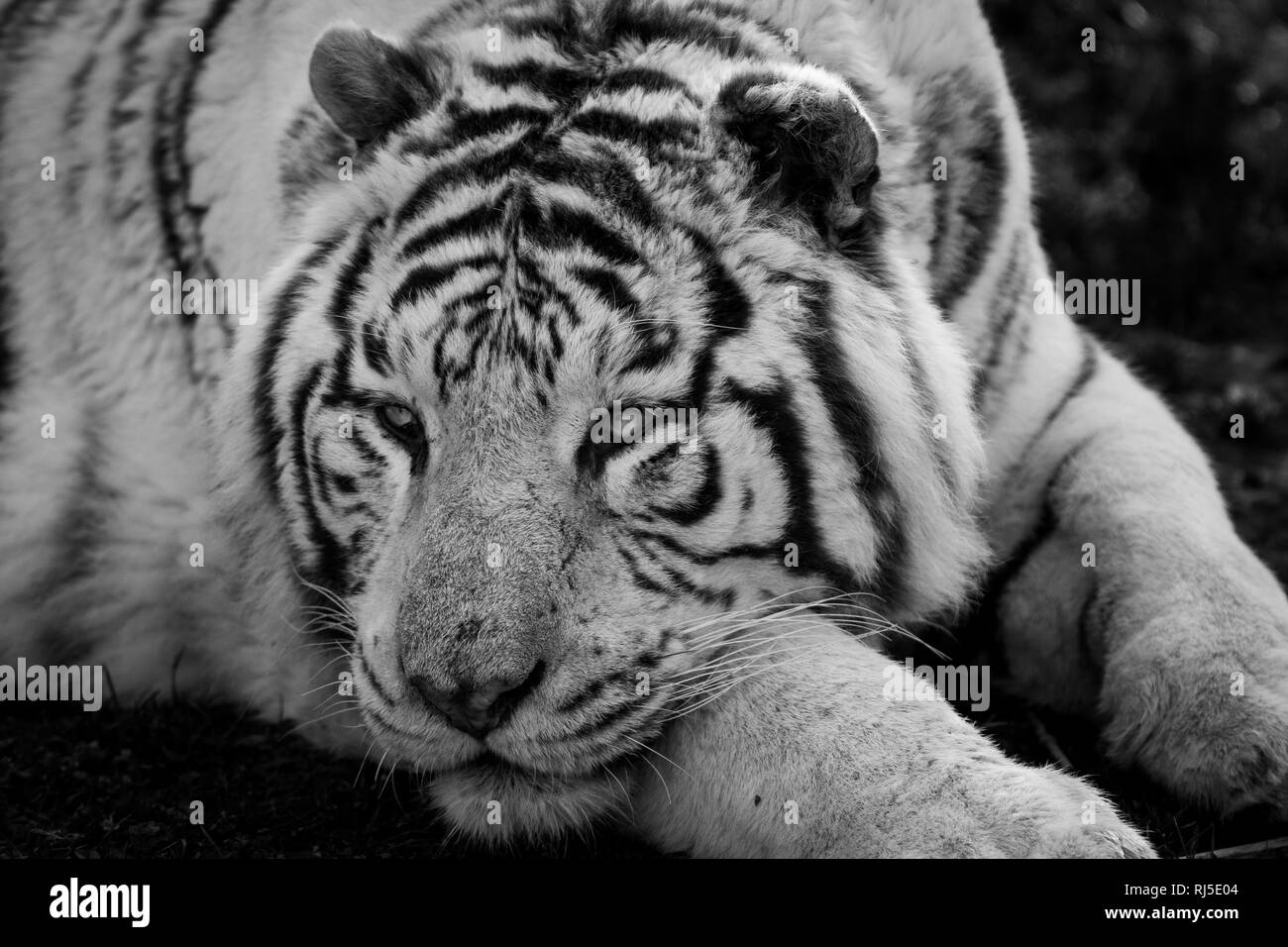 Tiger in black and white Stock Photo Alamy