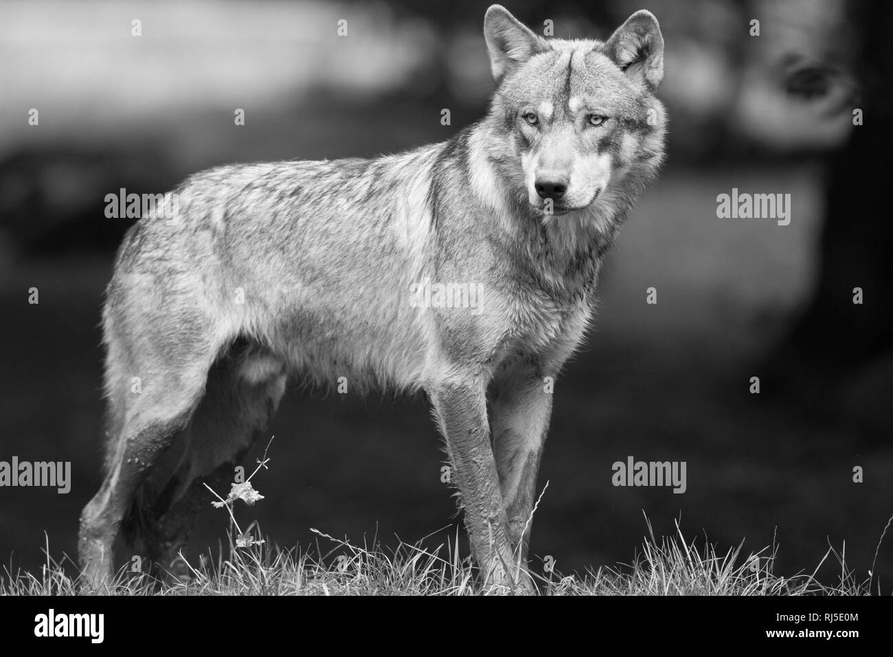 Grey Wolf in black and white Stock Photo - Alamy