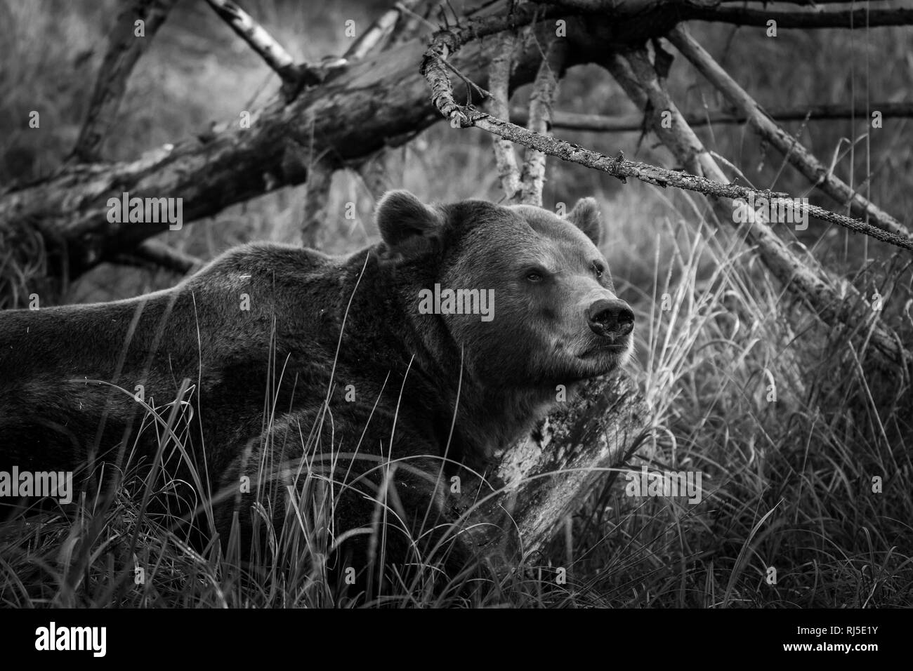 Brown bear in black and white Stock Photo