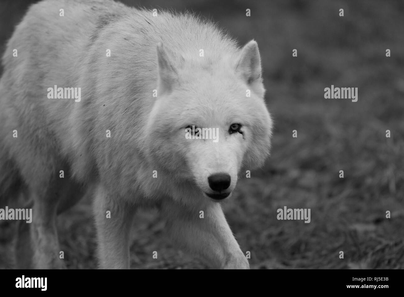 White Wolf in black and white Stock Photo - Alamy