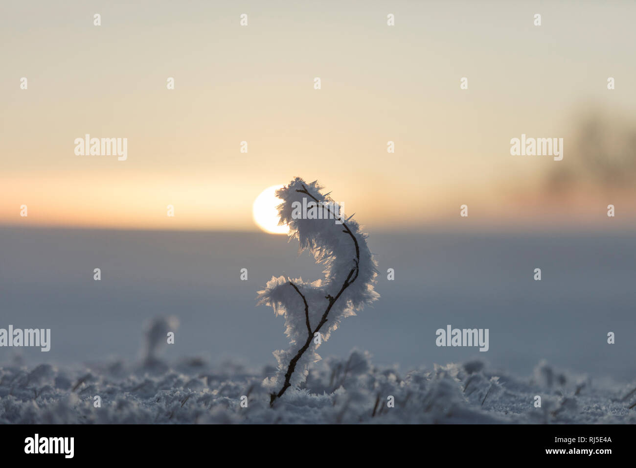 Pflanze mit Raureif bedeckt, frostiger Morgen im Allgäu, Sonnenaufgang, Deutschland, Bayern, Allgäu, Natur Stock Photo
