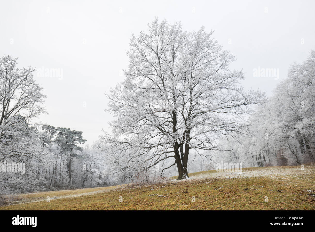mit Raureif bedeckte Bäume im Wienerwald, Wien, Österreich, Stock Photo