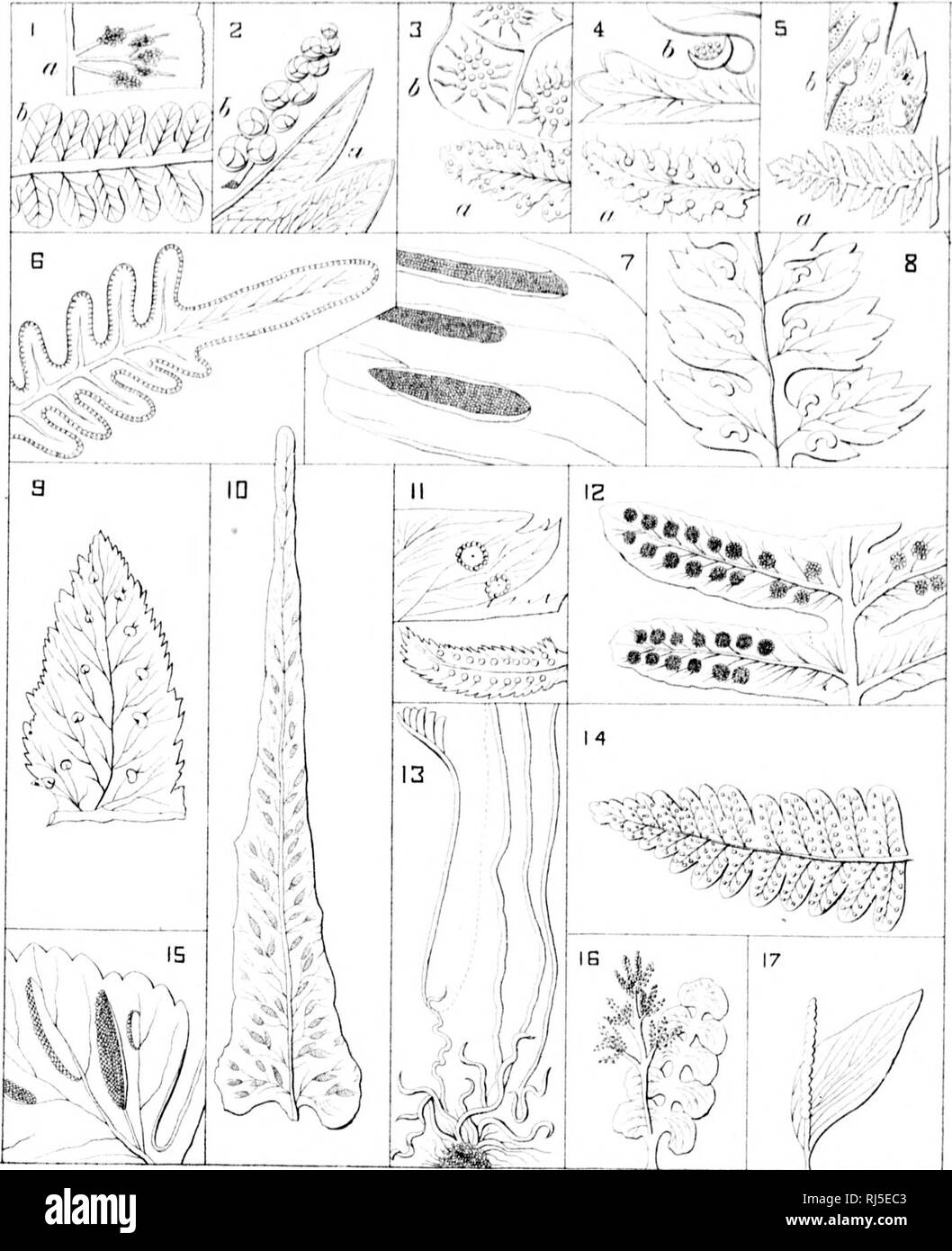 . How plants grow [microform] : a simple introduction to structural botany with a popular flora, or an arrangement and description of common plants, both wild and cultivated. Botany; Ferns; Botanique; Fougères. A^A^IA|I ^EF^fvJS |LLU$TFATin[vl^ DF [] E [vJ E F^A. I. 5TRUTHDPTERI5 5. CYSTDPTERIB 3.LABTREA I3.5CHIZa1:a 2.QNDCLEA B.PTERI3 ID. CAMPTDSDRUS 14. PHEGDPTE PI5 3. WDDDBIA 7. SCDLDPENDRIUM II.PDLYSTICLIUM I5.A5PLENIUM 4. DENNSTAEDTIA S.ATHYRIUM 12 . PD LYPDDIUM IB . BDTR YCH lUM IZ.DPHIDDLDSSUM ;. Please note that these images are extracted from scanned page images that may have been d Stock Photo