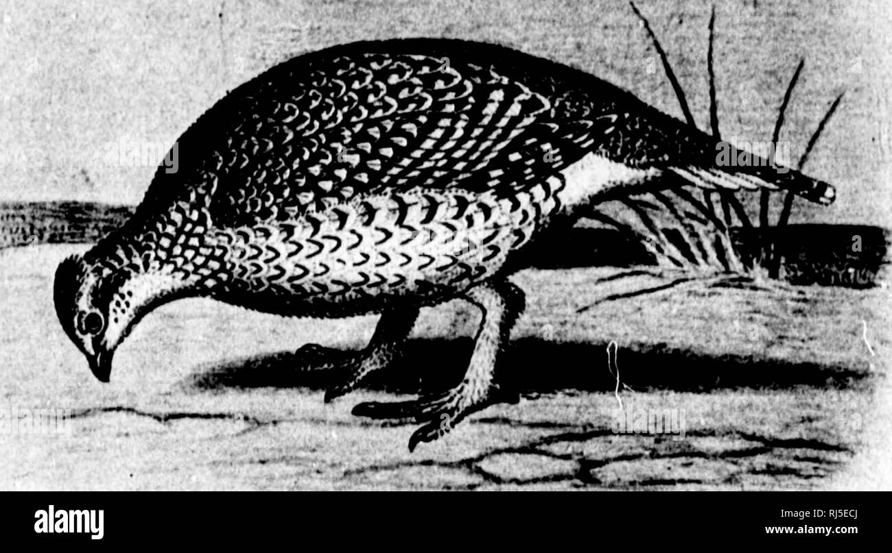 . The gallinaceous game birds of North America [microform] : including the partridges, grouse, ptarmigan, and wild turkeys; with accounts of their dispersion, habits, nesting, etc., and full descriptions of the plumage of both adult and young, together with their popular and scientific names : a book written both for those who love to seek these birds afield with dog and gun, as well as those who may only desire to learn the ways of such attractive creatures in their haunts. Game and game birds; Galliformes; Birds; Gibier; Galliformes; Oiseaux. T^^^ &gt;ii&gt; il!l Pi r I. K '• v*« {. A. h.M.y Stock Photo