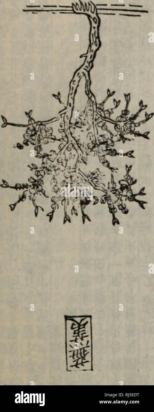 . chong xiu zhen he jin shi zheng lei bei yong cao yao éä¿®æ¿åç»å²è¯ç±»å¤ç¨æ¬è. herb. ç«ç®æ°º ä¸ä¸1 +æ¸¯ â s^l^^wj^^^^f # v^^^s^^, 1^I^^^.#ls^ ^sÂ¥,&gt;v SOS ^lsã^ s^, ^fc^Bsl^^ .^^^ ^ ^ ^. W-Efflsssas. Please note that these images are extracted from scanned page images that may have been digitally enhanced for readability - coloration and appearance of these illustrations may not perfectly resemble the original work.. äººæ°å«çåºçç¤¾ Stock Photo