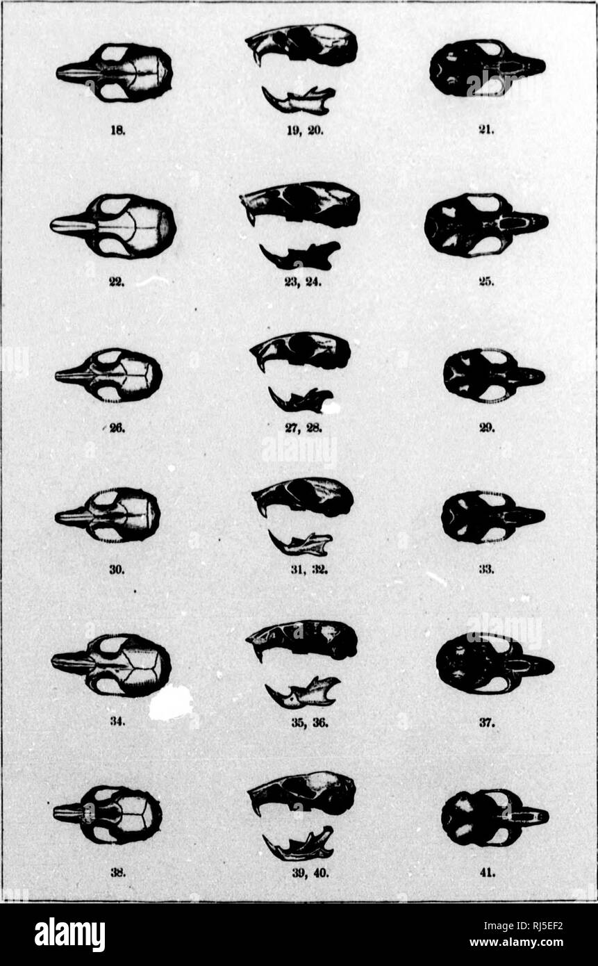 Monographs of North American rodentia [microform]. Rodentia ...