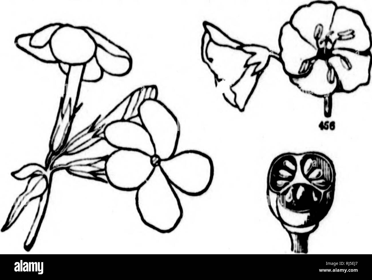. How plants grow [microform] : a simple introduction to structural botany with a popular flora, or an arrangement and description of common plants, both wild and cultivated. Botany; Ferns; Botanique; Fougères. miTLAH ri.oKA. icS; i 66. POLEMONIUM FAMILY. Or.l.r I'oiJ-MoMACK.K Ili-rlts. iKit twhiiii;^ (l)iit Colwa tlinilH In* t»'n&lt;liils), with iv^Milar flnwi-is, all tlM'jtart-' in fives, cxi'-jit the i»istil wliirli is 3-&lt;'t'lK'il uiid tlu- stvle 3-(K'rt at tlio top, tin* 5 sjuvatlin-,' l(i1-t's 111' tlif vtniti|tiii;4Mi tliat oihmmIj^i' nfi-arli is (nitsidf of tliat licliiml it, I'li Stock Photo
