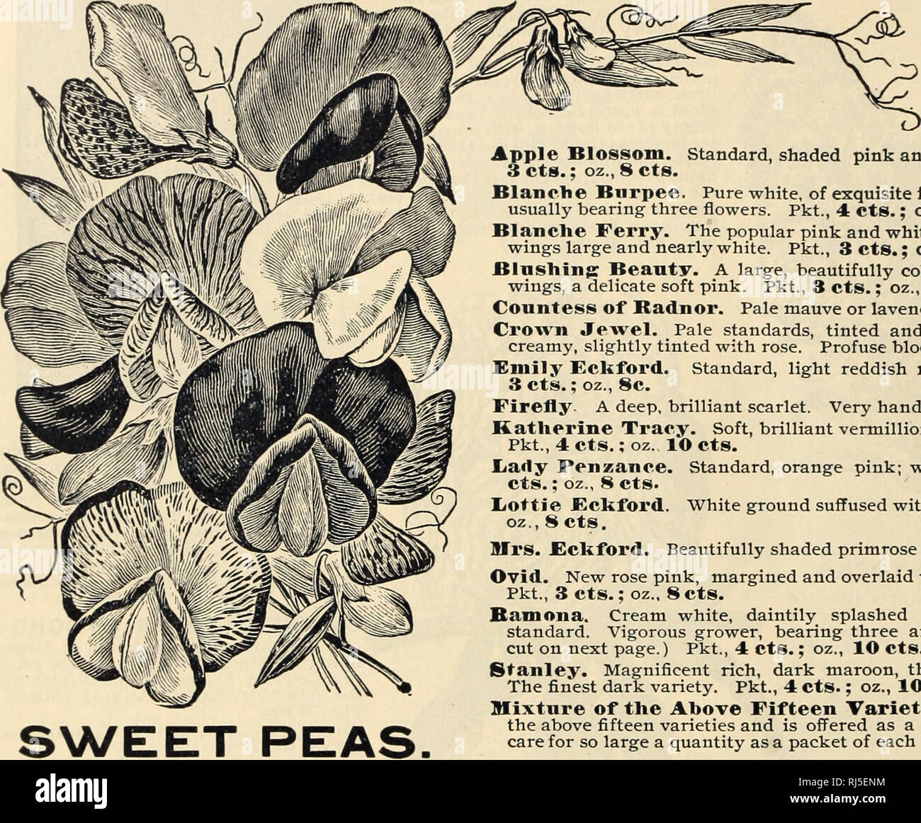 . Choice flower seeds. Flowers Seeds Catalogs; Seeds Catalogs. pie Blossom. Standard, shaded pink and rose, wings, pale pink. cts.; oz., 8 cts.. MISS EMMA V. WHITE. St. Croix Falls, Wis., Oct. 27, 1897.- &quot;All of my seeds purchased of you grew well and were all that they were recommended. The Sweet Peas were so beautiful and of such variety that they attracted much attention.&quot; Mrs. Wu. M. Blandino. Flint, Mich.. Aug. 13, 1897.—&quot;I have some beautiful plants of Primulas and Cinerarias from your seed.&quot; Mrs. M. S. Kbehet. Pkt., Cassville, Ind., January, 1897.—&quot;Your flowers  Stock Photo