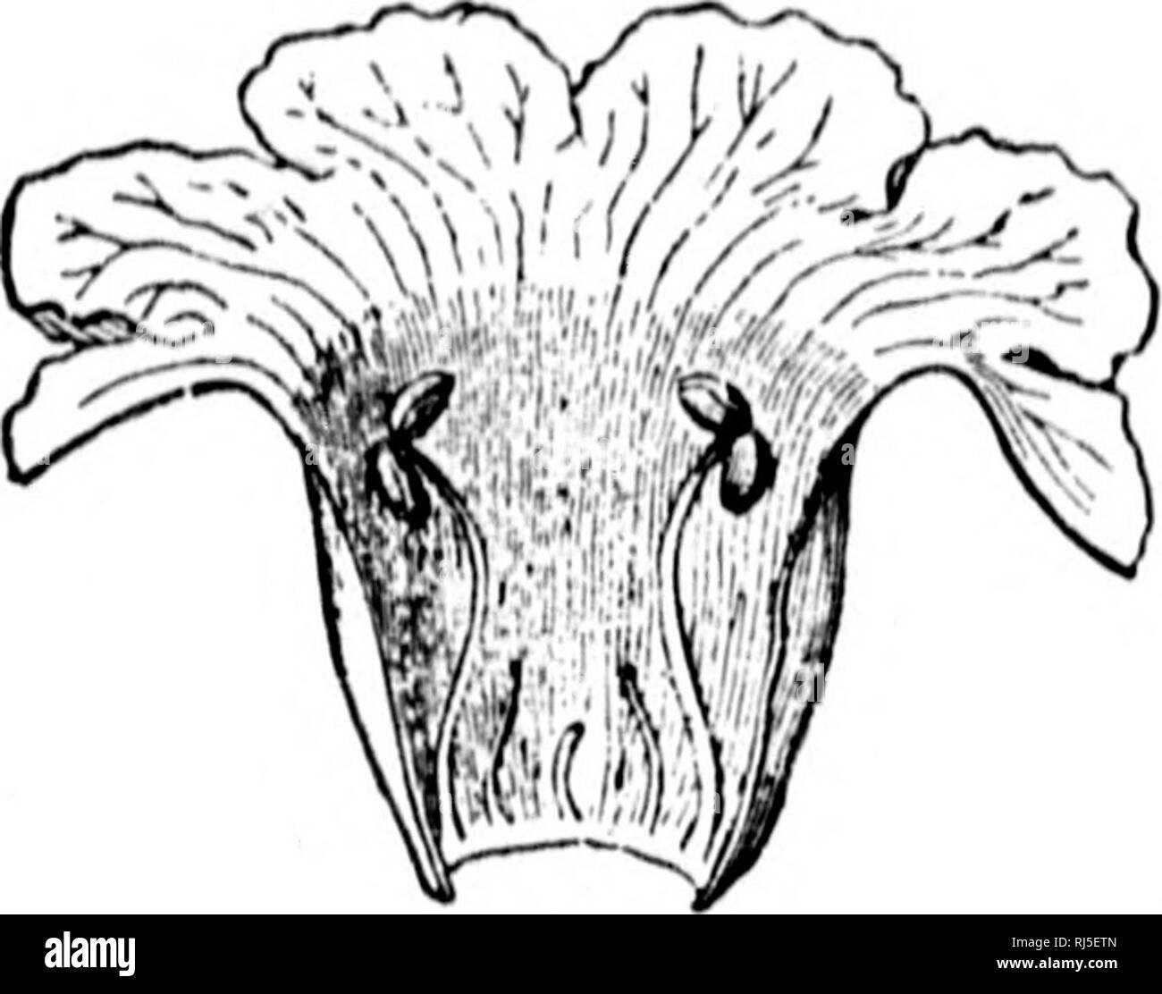 Tshort Black And White Stock Photos Images Alamy
